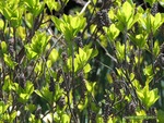 <em>Clethra alnifolia</em> Special ID Features by Julia Fitzpatrick-Cooper