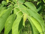 <em>Halesia carolina</em> Leaf by Julia Fitzpatrick-Cooper