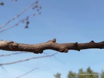 <em>Koelreuteria paniculata</em> Bud by Julia Fitzpatrick-Cooper