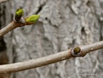 <em>Phellodendron amurense</em> Branch/Twig by Julia Fitzpatrick-Cooper