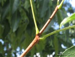 <em>Phellodendron amurense</em> Branch/Twig by Julia Fitzpatrick-Cooper