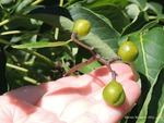 <em>Phellodendron amurense</em> Fruit by Julia Fitzpatrick-Cooper