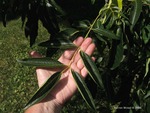 <em>Phellodendron amurense</em> Leaf by Julia Fitzpatrick-Cooper