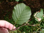 <em>Alnus glutinosa</em> Leaf by Julia Fitzpatrick-Cooper