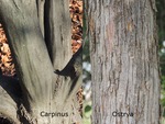 <em>Carpinus caroliniana</em> Bark by Julia Fitzpatrick-Cooper
