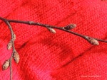 <em>Carpinus caroliniana</em> Branch/Twig by Julia Fitzpatrick-Cooper