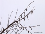 <em>Corylus americana</em> Branch/Twig by Julia Fitzpatrick-Cooper
