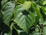 <em>Corylus americana</em> Leaf by Julia Fitzpatrick-Cooper