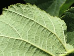 <em>Corylus americana</em> Leaf by Julia Fitzpatrick-Cooper