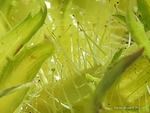 <em>Corylus colurna</em> Fruit by Julia Fitzpatrick-Cooper