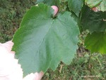 <em>Corylus colurna</em> Leaf by Julia Fitzpatrick-Cooper