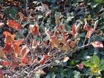 <em>Fothergilla gardenii</em> Leaf by Julia Fitzpatrick-Cooper