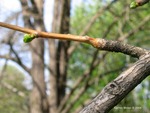 <em>Ginkgo biloba</em> Branch/Twig by Julia Fitzpatrick-Cooper