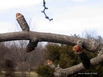 <em>Ginkgo biloba</em> Branch/Twig by Julia Fitzpatrick-Cooper