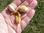 <em>Ginkgo biloba</em> Seed by Julia Fitzpatrick-Cooper