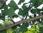 <em>Ginkgo biloba</em> Leaf/Leaf Attachment by Julia Fitzpatrick-Cooper