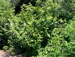 <em>Hamamelis vernalis</em> Whole Plant/Habit by Julia Fitzpatrick-Cooper
