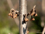 <em>Hamamelis vernalis</em> Bud: Flower by Julia Fitzpatrick-Cooper