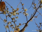 <em>Hamamelis virginiana</em> Branch/Twig by Julia Fitzpatrick-Cooper