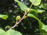 <em>Hamamelis virginiana</em> Bud: Flower by Julia Fitzpatrick-Cooper