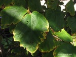 <em>Hamamelis virginiana</em> Leaf by Julia Fitzpatrick-Cooper