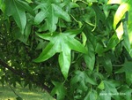 <em>Liquidambar styraciflua</em> Leaf by Julia Fitzpatrick-Cooper