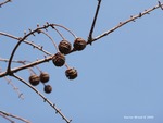 <em> Metasequoia glyptostroboides</em> Branch/Twig by Julia Fitzpatrick-Cooper