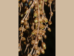 <em> Metasequoia glyptostroboides</em> Flower by Julia Fitzpatrick-Cooper