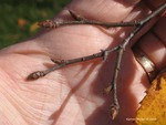 <em>Ostrya virginiana</em> Branch/Twig by Julia Fitzpatrick-Cooper