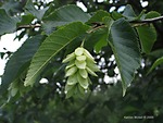 <em>Ostrya virginiana</em> Leaf by Julia Fitzpatrick-Cooper
