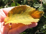 <em>Ostrya virginiana</em> Leaf by Julia Fitzpatrick-Cooper
