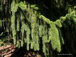 <em>Picea abies </em> Branch/Twig by Julia Fitzpatrick-Cooper