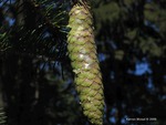 <em>Picea abies </em> Cone by Julia Fitzpatrick-Cooper