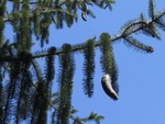 <em>Picea abies </em> Special ID Feature by Julia Fitzpatrick-Cooper
