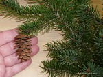 <em>Picea glauca</em> Cone by Julia Fitzpatrick-Cooper
