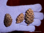 <em>Picea omorika</em> Cone by Julia Fitzpatrick-Cooper