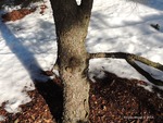 <em> Picea glauca</em> ‘Conica’ Bark by Julia Fitzpatrick-Cooper