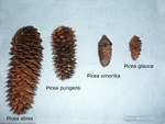 <em> Picea glauca</em> Cone by Julia Fitzpatrick-Cooper