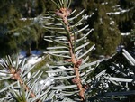 <em> Picea omorika</em> Bud by Julia Fitzpatrick-Cooper