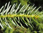 <em> Picea omorika</em> Leaf/Leaf Attachment by Julia Fitzpatrick-Cooper