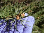<em>Picea pungens</em> Bud by Julia Fitzpatrick-Cooper