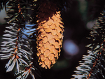 <em>Picea pungens</em> Cone by Julia Fitzpatrick-Cooper
