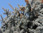 <em>Picea pungens</em> Special ID Features by Julia Fitzpatrick-Cooper