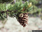 <em>Pinus aristata</em> Bud by Julia Fitzpatrick-Cooper