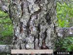 <em>Pinus banksiana </em> Bark by Julia Fitzpatrick-Cooper