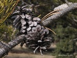 <em>Pinus banksiana </em> Cone by Julia Fitzpatrick-Cooper