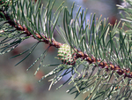 <em>Pinus banksiana </em> Leaf Number/Attachment by Julia Fitzpatrick-Cooper