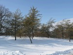 <em>Pinus banksiana </em> Winter Interest by Julia Fitzpatrick-Cooper