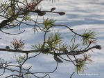 <em>Pinus banksiana </em> Special ID Features by Julia Fitzpatrick-Cooper