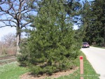 <em>Pinus bungeana</em> Whole Plant/Habit by Julia Fitzpatrick-Cooper